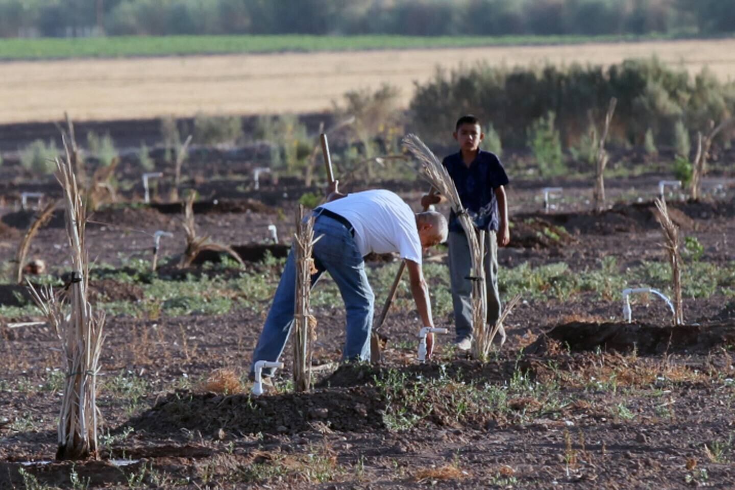 La estrategia del Gobierno de Baja California contempla tres tipos de apoyo dirigidos a las personas usuarias y productoras que fueron previamente registradas mediante un censo.│Foto: Archivo GH