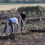 Comienza entrega de apoyos a usuarios vulnerables del Distrito de Riego 014 en el Valle de Mexicali