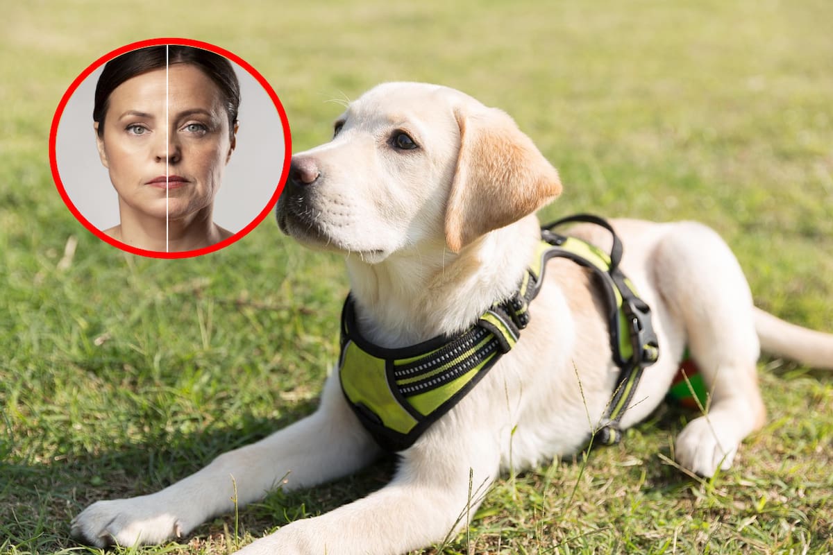Convivir con perros podría ayudar a frenar el envejecimiento y aliviar el estrés, según un estudio