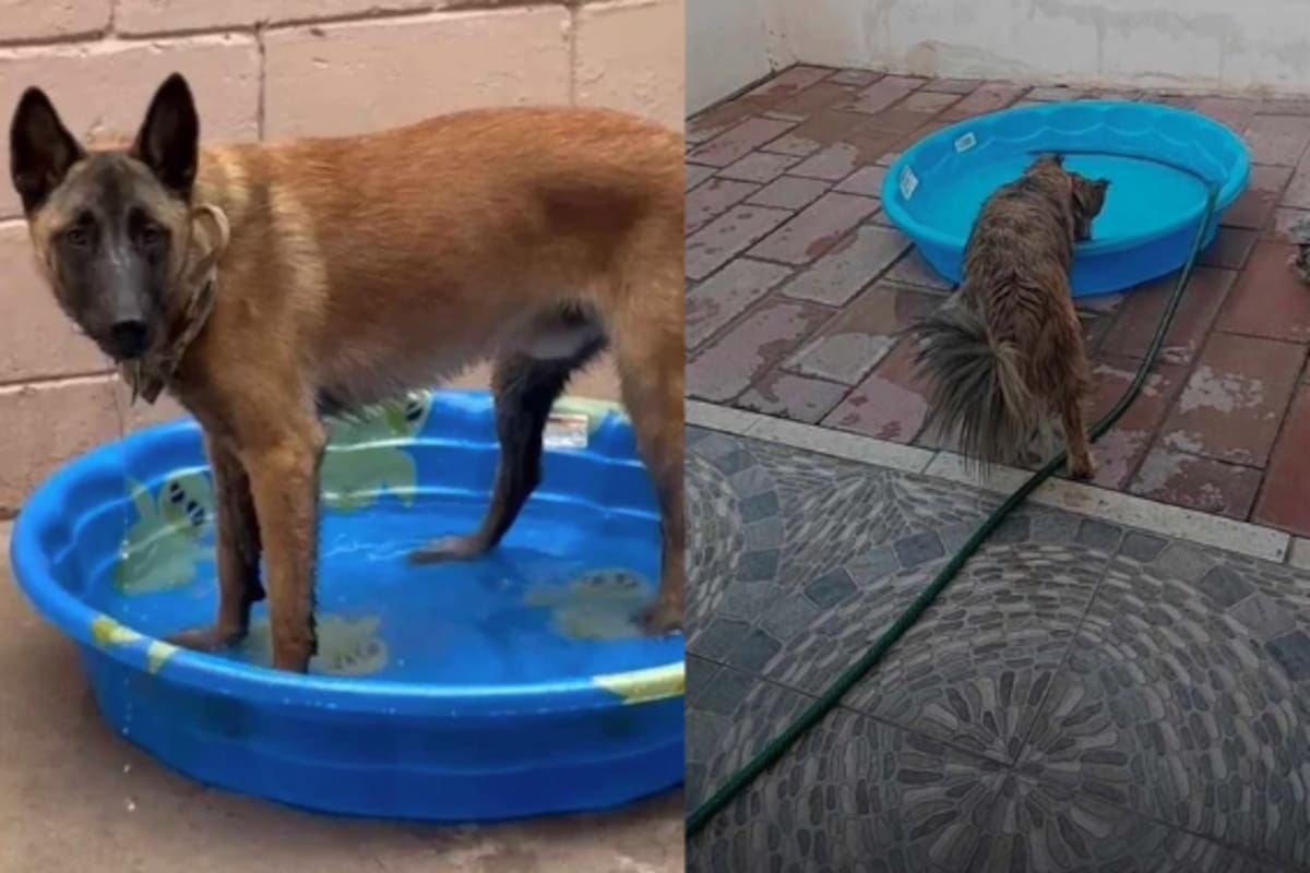 “Cerrando fábricas”: una lucha por los perros en situación de calle