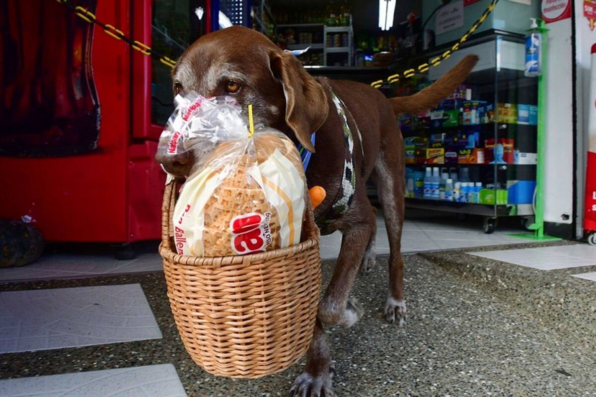 Perro trabajador entrega despensas a domicilio