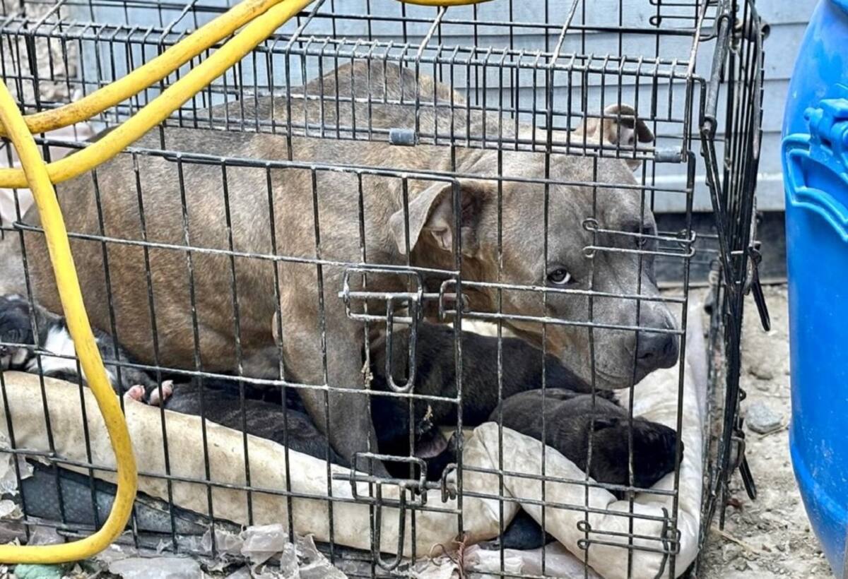 También fueron rescatados varios perros.