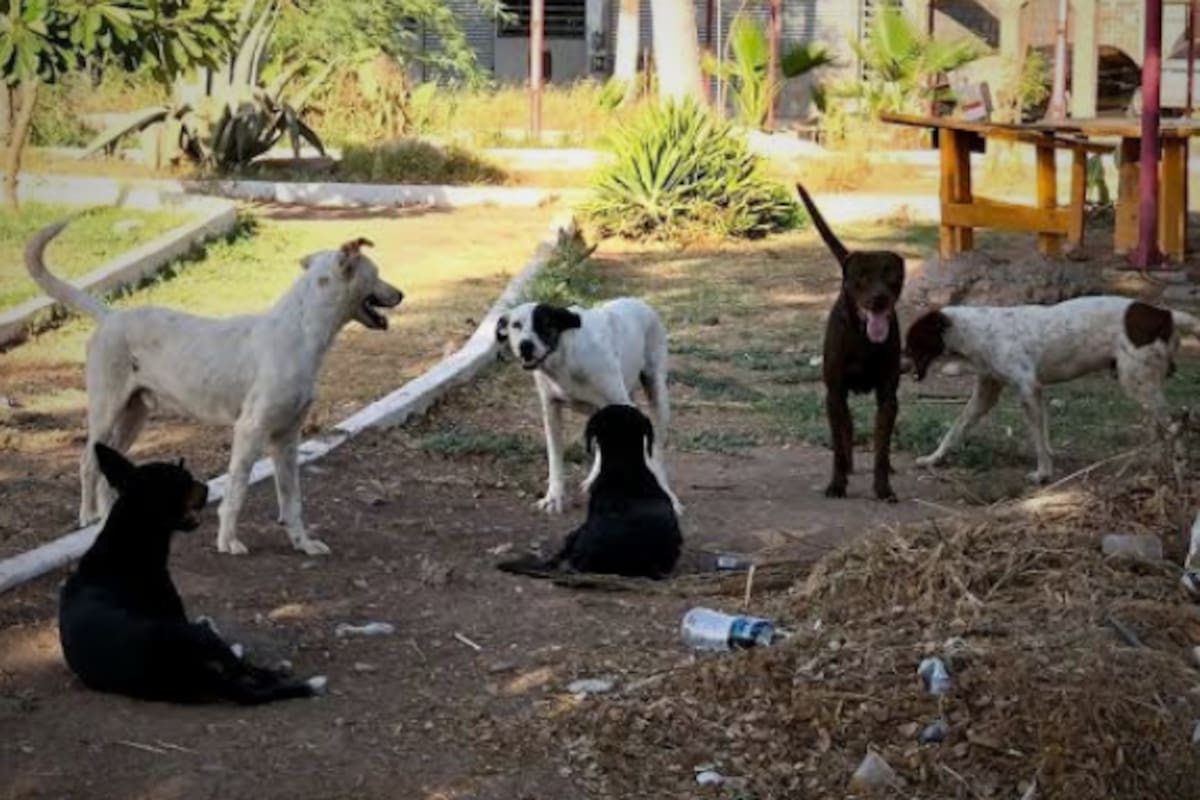 Recibe Centro de Control Animal hasta 158 reportes al mes por perros en situación de calle