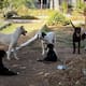 Cajeme atiende 158 reportes de perros callejeros al mes