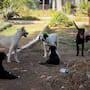 Recibe Centro de Control Animal hasta 158 reportes al mes por perros en situación de calle