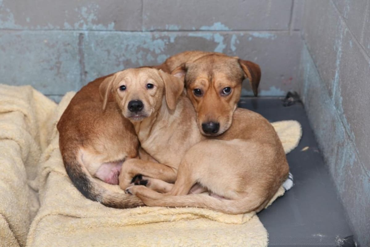 Día mundial del perro sin raza: la importancia de adoptar perros de la calle