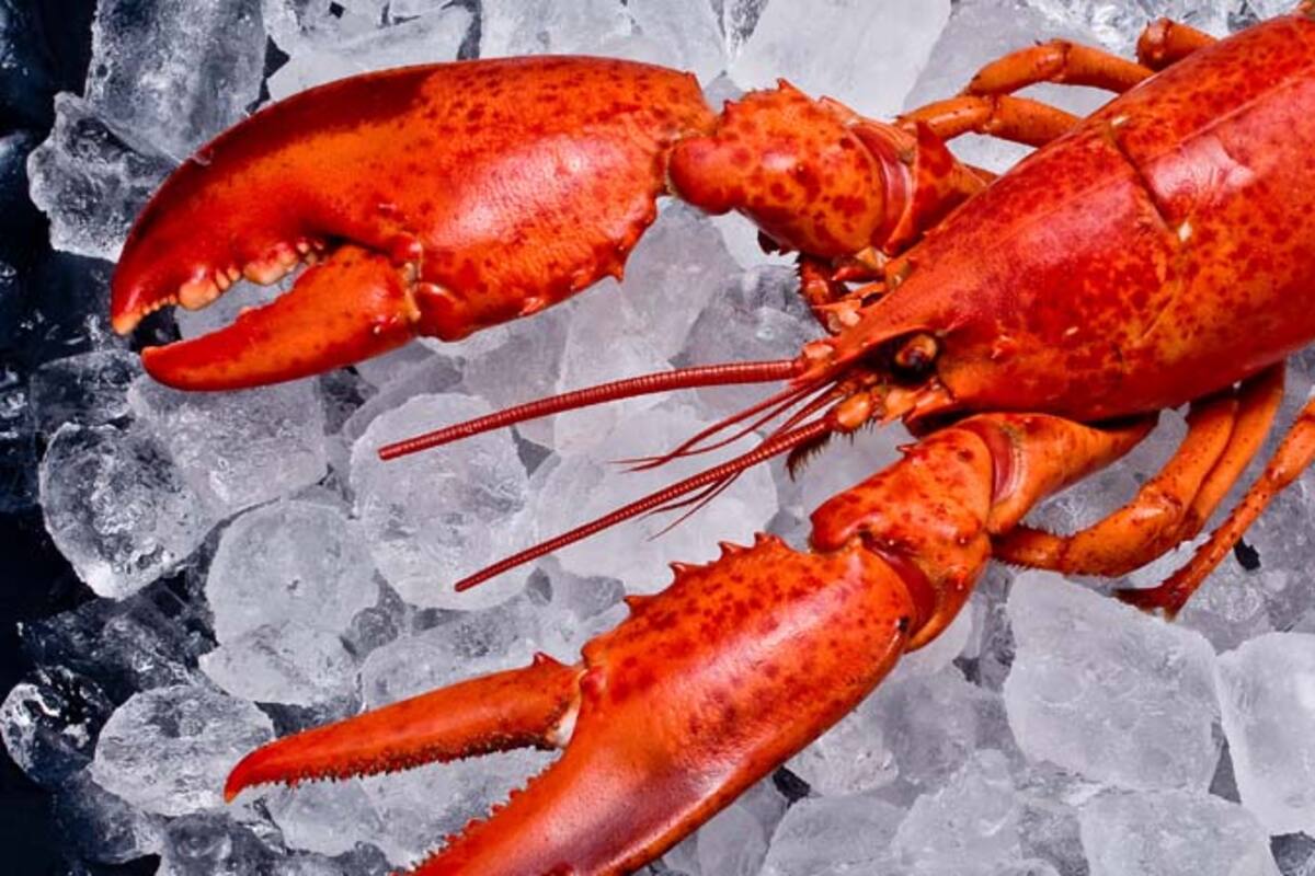 Alcanza niveles históricos el precio de langosta roja de BC en mercados internacionales