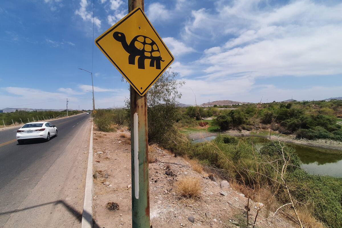 Sequía en humedales de Hermosillo pone en peligro a tortugas; piden manejar con precaución