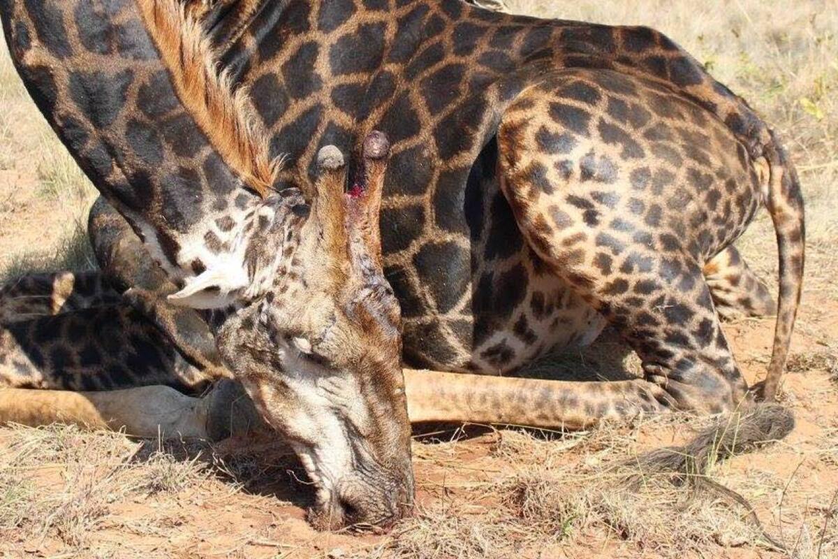 "¡Estaba deliciosa!”, cazadora que publicó foto de jirafa que había matado
