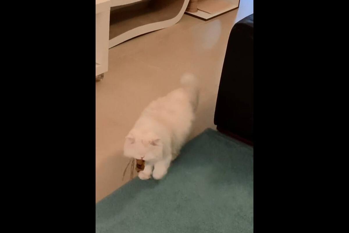 VIRAL TIKTOK: Gatita ciega se vuelve viral en TikTok