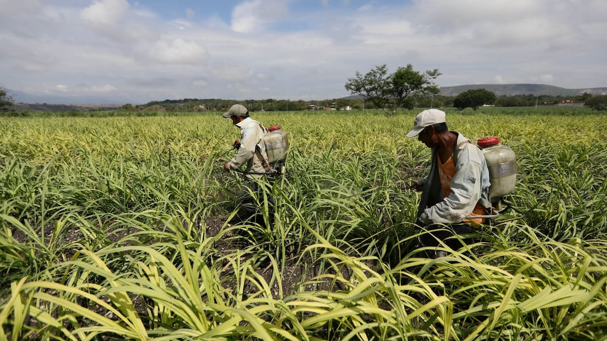 La producción de caña de azúcar involucra a miles de trabajadores del campo cuya actividad depende del mercado nacional e industrial del endulzante. /Reuters