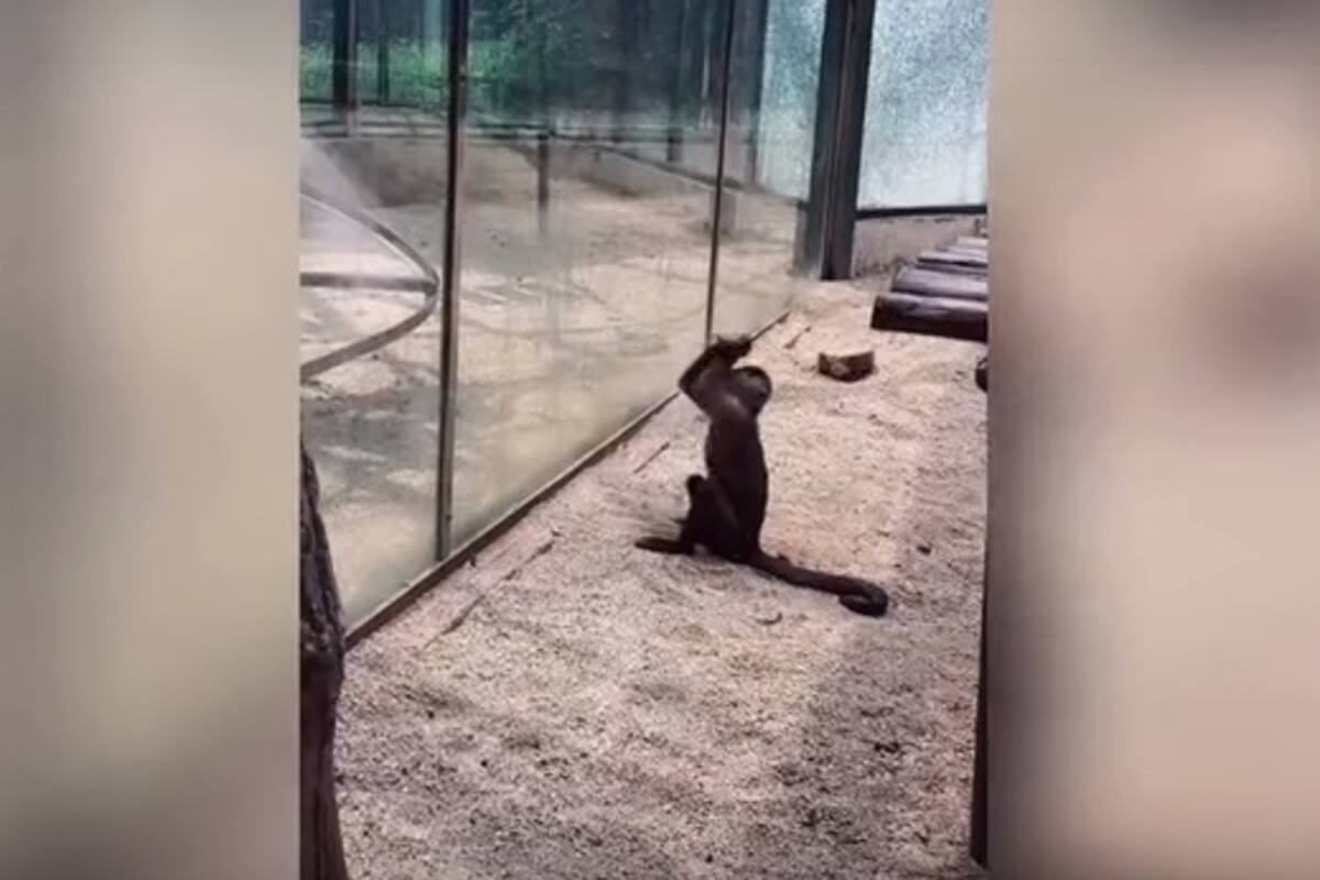 Video: Mono rompe el cristal de su jaula con una roca