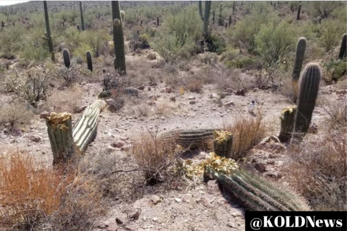 Destruyen cactus de hasta 100 años de vida en Tucson