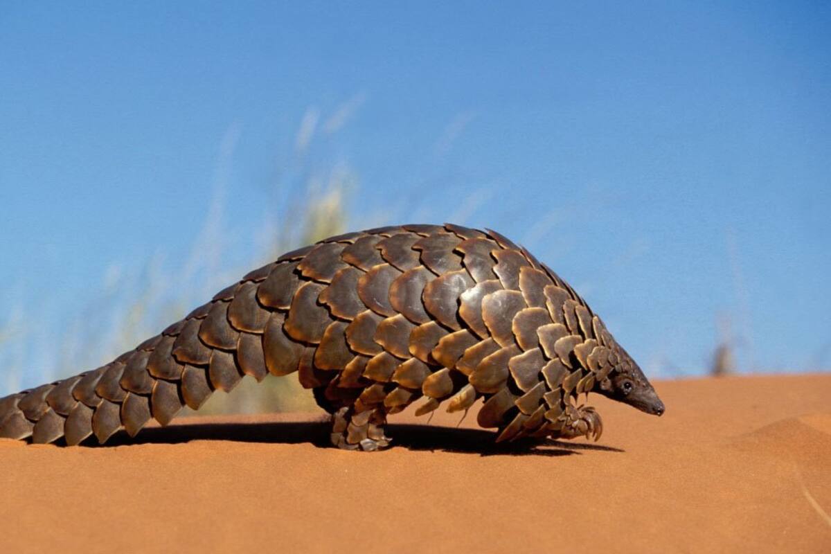 ¿Qué es un Pangolín?
