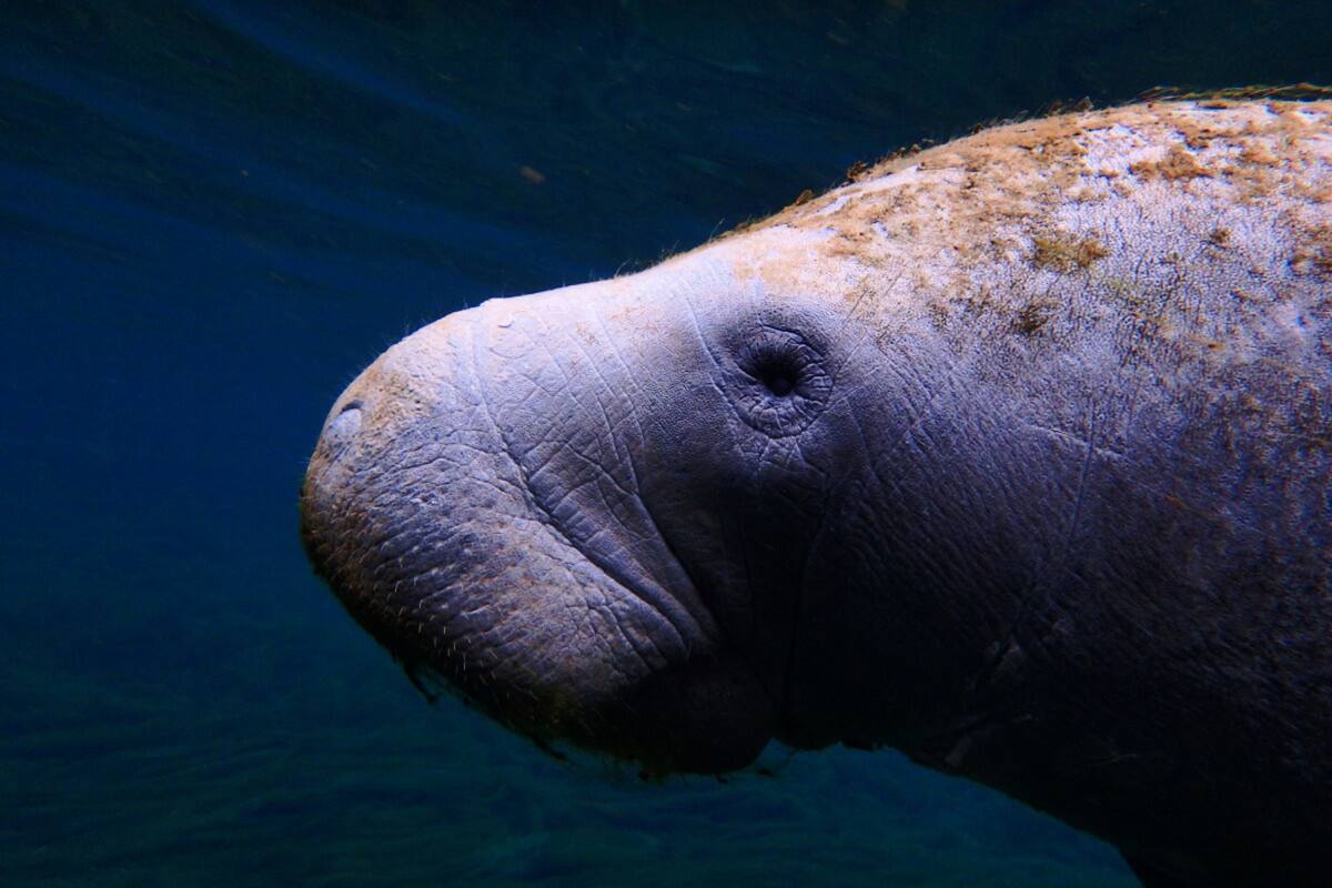 Dugongo: El animal frecuentemente confundido con sirenas