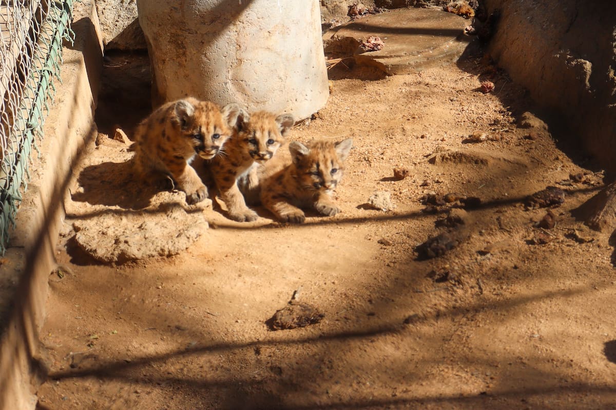Presenta Centro Ecológico de Sonora nuevas crías de puma. Foto: Centro Ecológico de Sonora en Facebook.