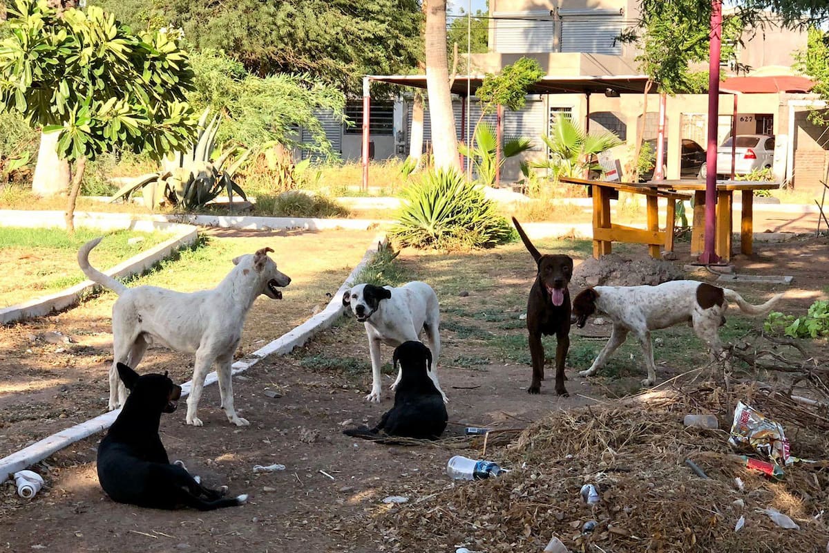Atienden gran cantidad de perros callejeros en Cajeme