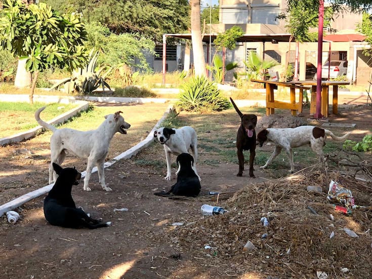 Sobrepoblación de animales en situación de calle persiste en Cajeme pese a miles de esterilizaciones y esfuerzos de asociaciones y autoridades