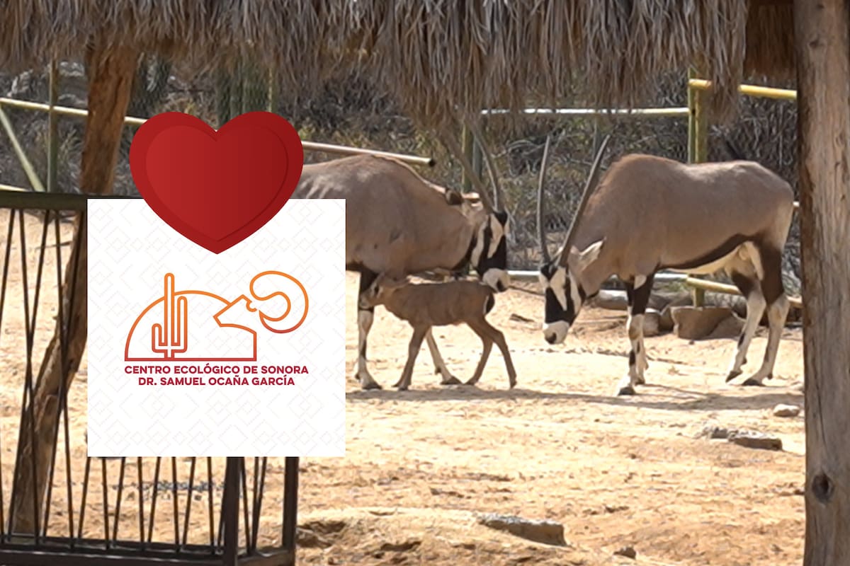 El amor está en el aire: hay especies muy sociables que necesitan tener compañía; estas son las “parejitas” del Centro Ecológico de Sonora