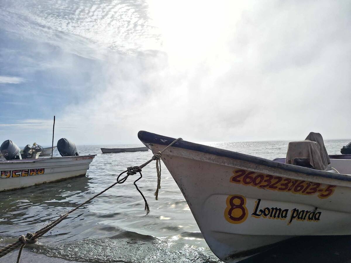 Fue en la boca sur de la bahía del tobari pasando los bajos de la boca donde andaba el tiburón | Jesús Palomares