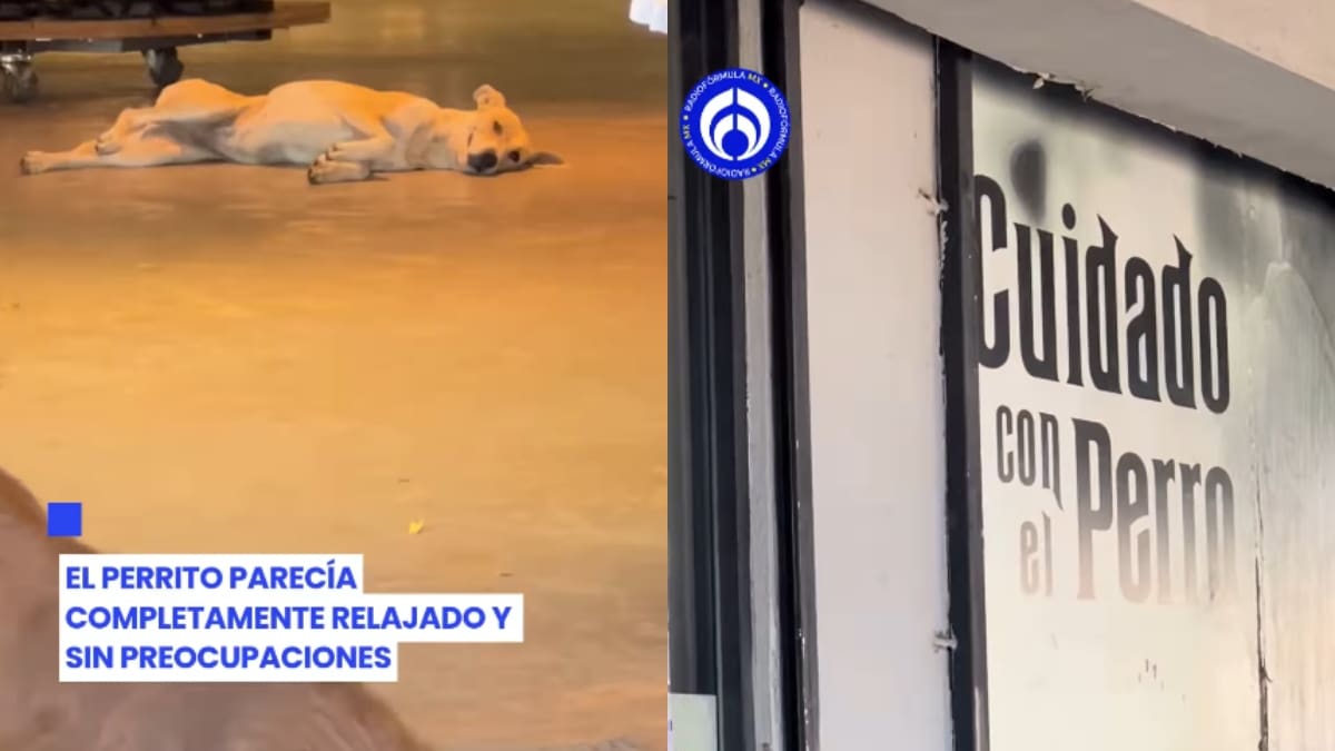 “Ojalá todas las tiendas fueran así con los lomitos”: jóvenes encuentran a varios perritos descansando dentro de una sucursal de Cuidado con el Perro