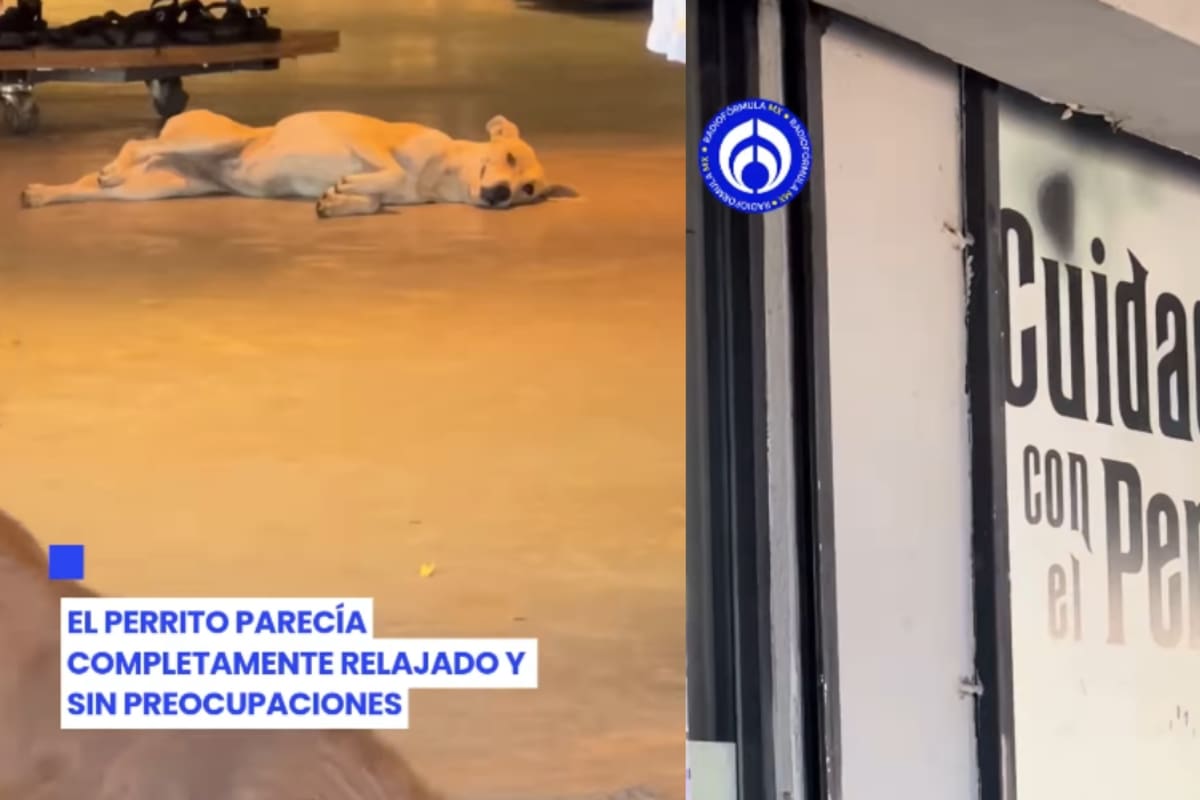 “Ojalá todas las tiendas fueran así con los lomitos”: jóvenes encuentran a varios perritos descansando dentro de una sucursal de Cuidado con el Perro