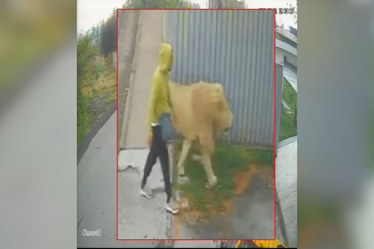 Captan a León paseando por Edomex, esto es lo que se sabe