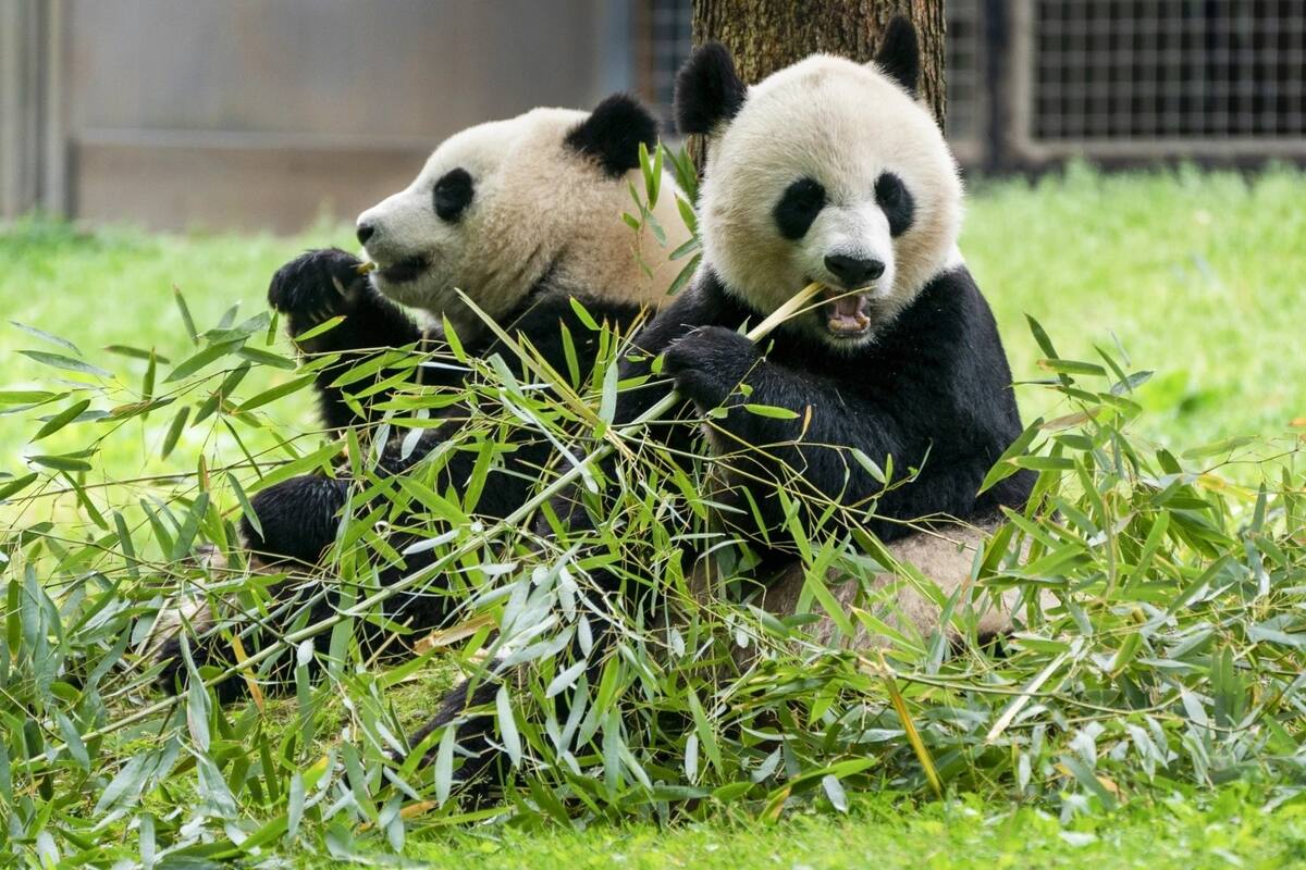 Pandas gigantes regresarán a Zoológico Nacional de Washington