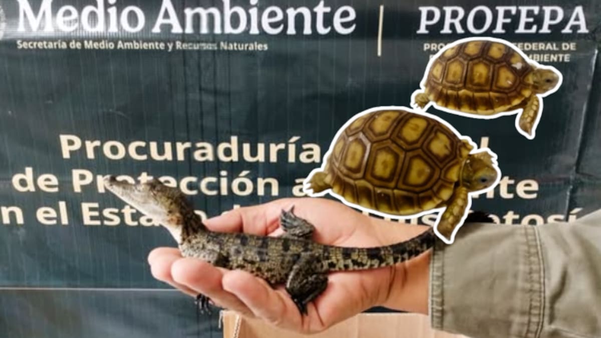 Hallan cocodrilos, tortugas y geckos en paquetería de San Luis Potosí: Profepa asegura nueve ejemplares silvestres sin documentos