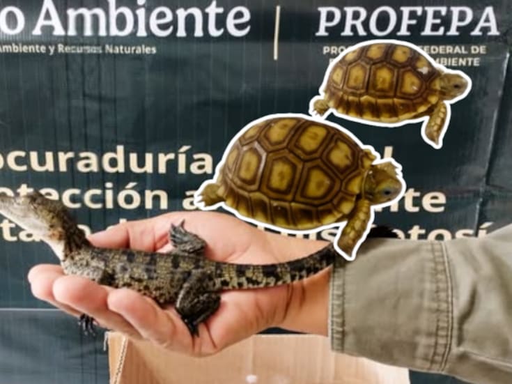 Hallan cocodrilos, tortugas y geckos en paquetería de San Luis Potosí: Profepa asegura nueve ejemplares silvestres sin documentos