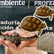 Hallan cocodrilos, tortugas y geckos en paquetería de San Luis Potosí: Profepa asegura nueve ejemplares silvestres sin documentos
