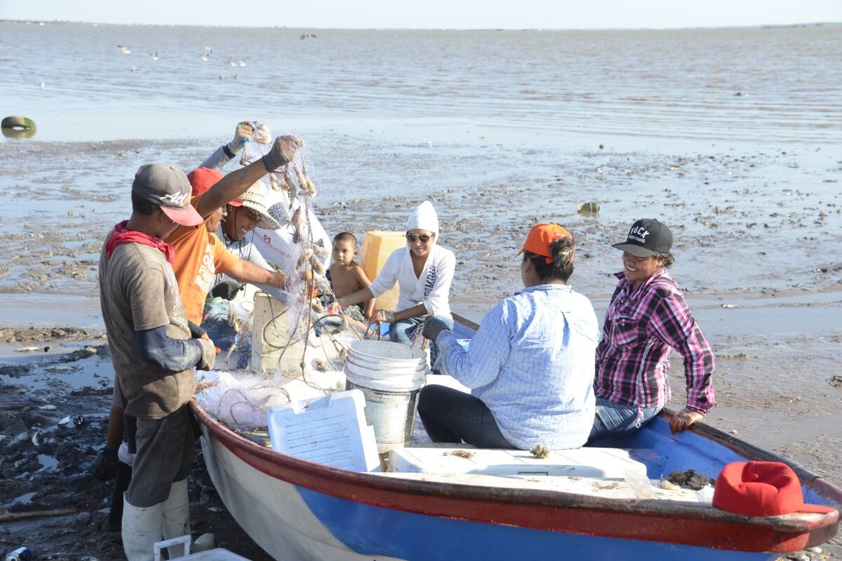 Temporada de Camarón: Saldrán en busca del “oro rosado” hoy en Sonora
