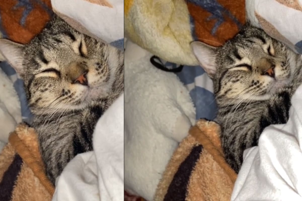 Gato se vuelve viral en redes sociales por su curiosa manera de roncar mientras duerme | TikTok
