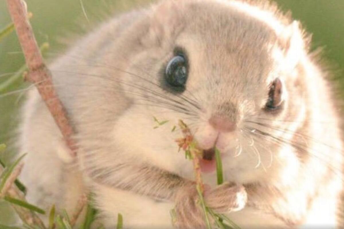 Ardillas voladoras cautivan en redes por parecer pokémon