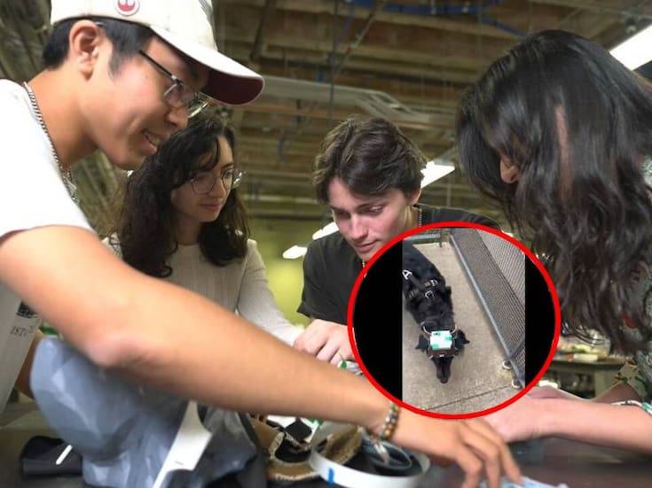 Estudiantes de la Universidad Rice crean un chaleco inteligente para perros ciegos