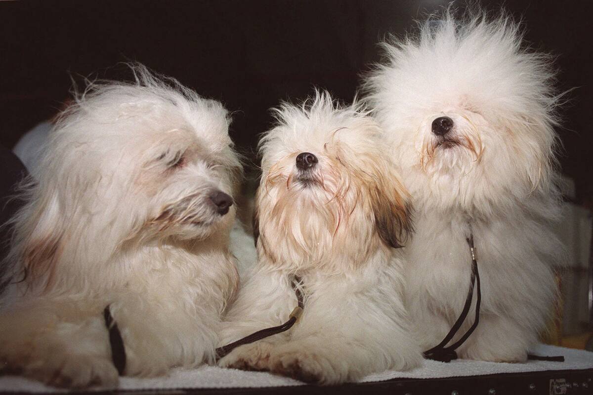 Ven potencial en turismo de salud para mascotas