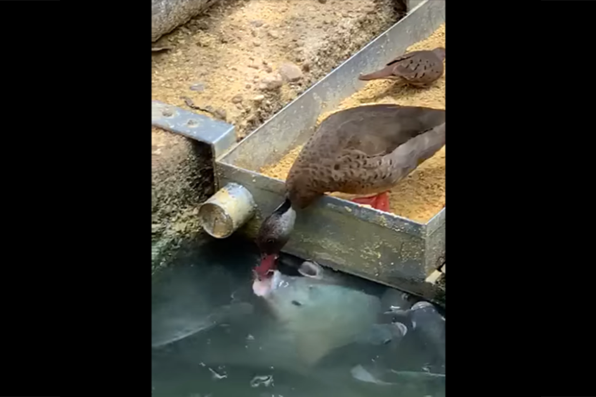 Pato generoso pone su comida en la boca de los peces hambrientos