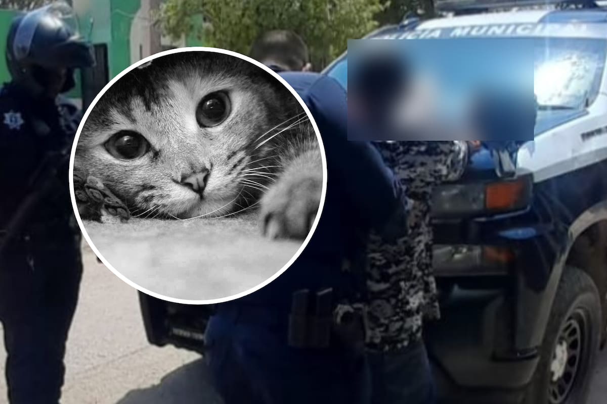 Decapitó y descuartizó a un gato en Hermosillo presuntamente para comerlo; Policía lo capturó por maltrato animal