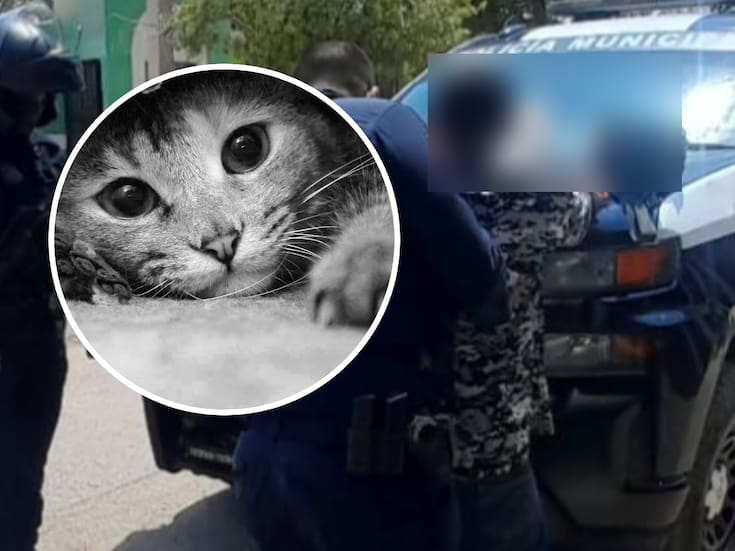 Decapitó y descuartizó a un gato en Hermosillo presuntamente para comerlo; Policía lo capturó por maltrato animal