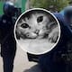 Decapitó y descuartizó a un gato en Hermosillo presuntamente para comerlo; Policía lo capturó por maltrato animal