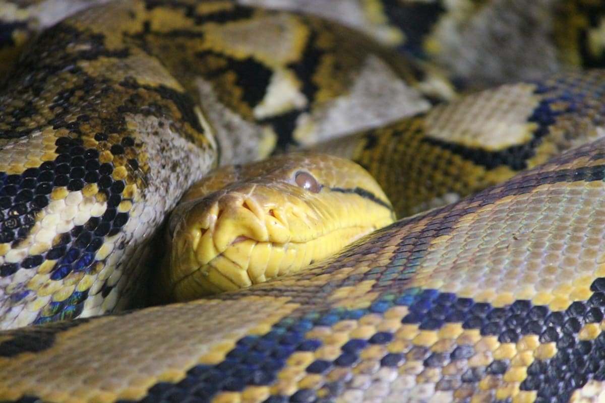 Pareja descubre un pitón en el drenaje de su baño