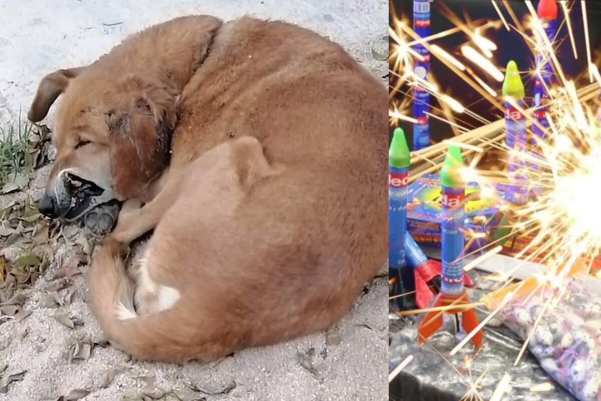 Abandonan a Vicente, perrito herido con un cohete; piden apoyo