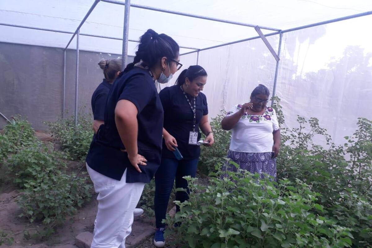 Buscan Pueblos Yaquis preservar tradiciones al instalar mariposarios