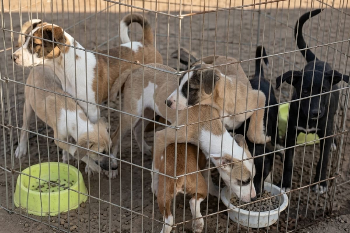 Entregan mejoras en Control Animal Rosarito; celebran jornada con paseo comunitario