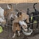 Entregan mejoras en Control Animal Rosarito; celebran jornada con paseo comunitario