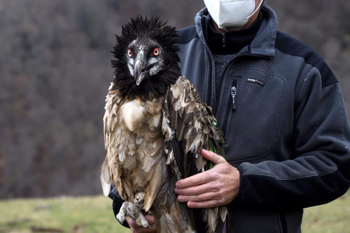 Imagen tomada de la página EFE Verde, del fotógrafo Pedro Puente Hoyos