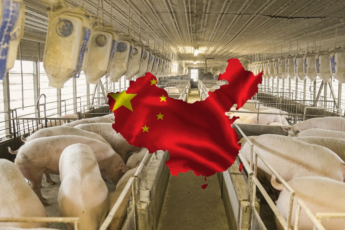 China cancela miles de toneladas de carne de cerdo de EE. UU. por altos aranceles