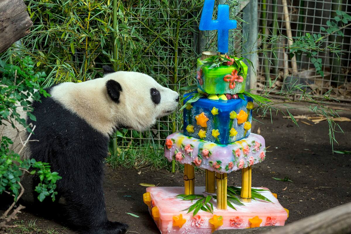 ¿Por qué China volvería a mandar pandas hacia EU tras la reunión de Biden y Xi Jinping?