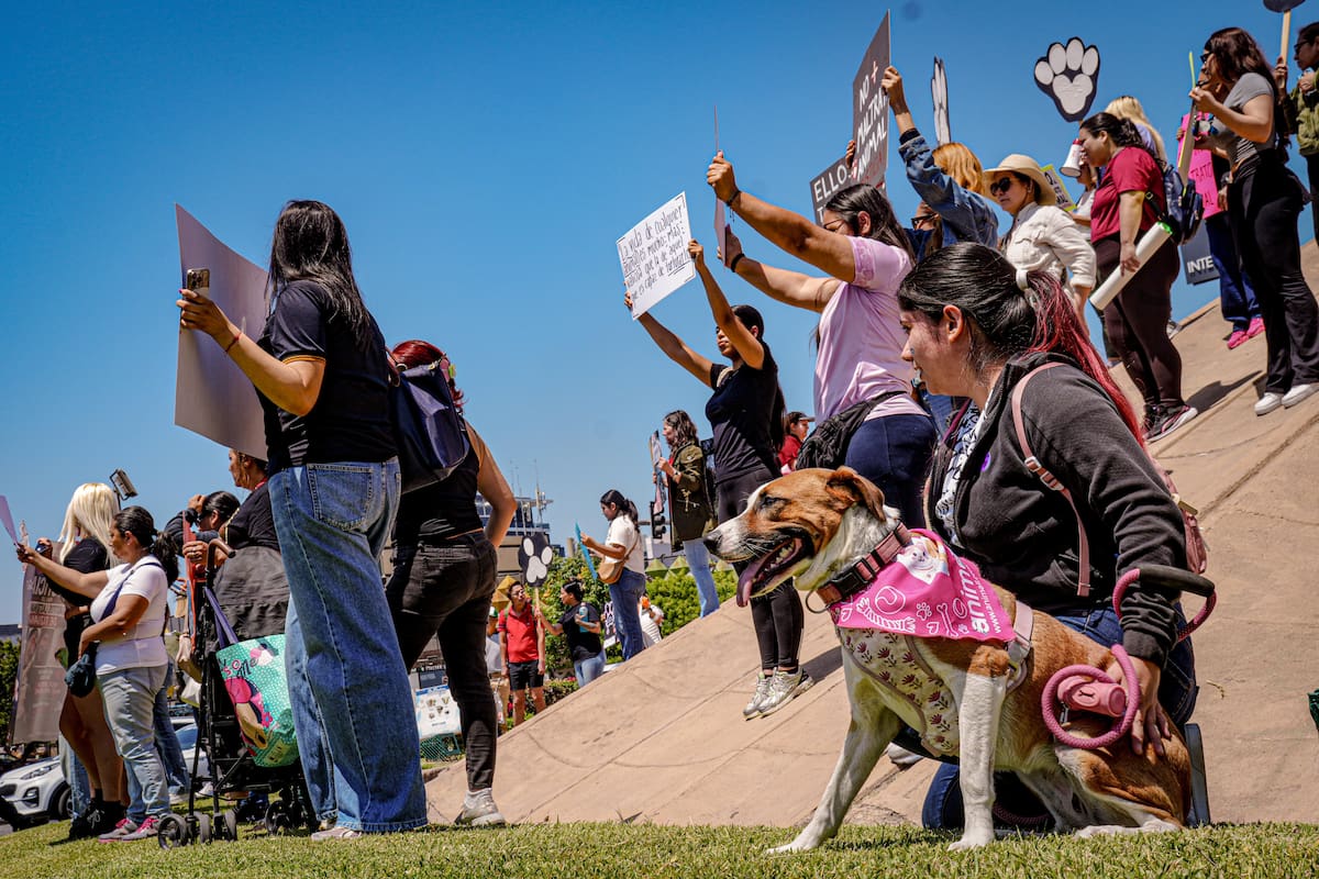 Realizan manifestación pacífica por caso de gatito torturado en Tijuana