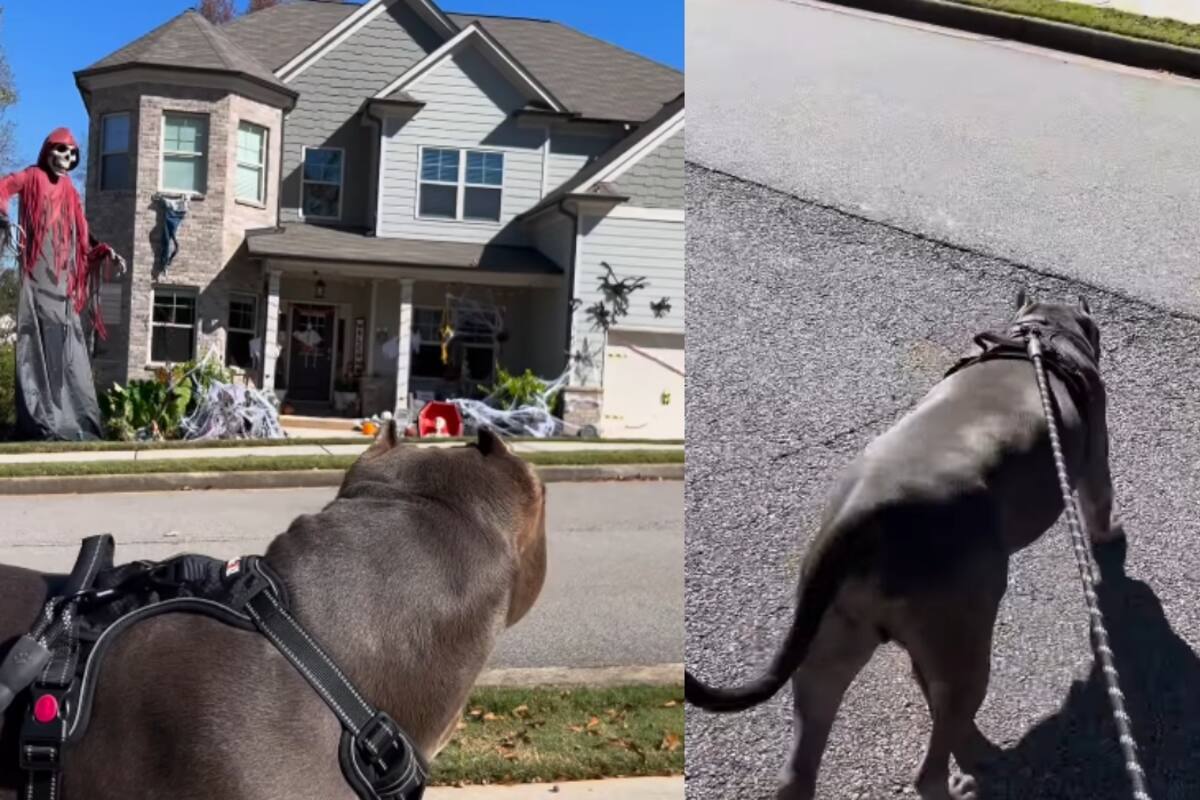 Mujer saca a pasear a su perro, pero este esquiva las decoraciones de Halloween
